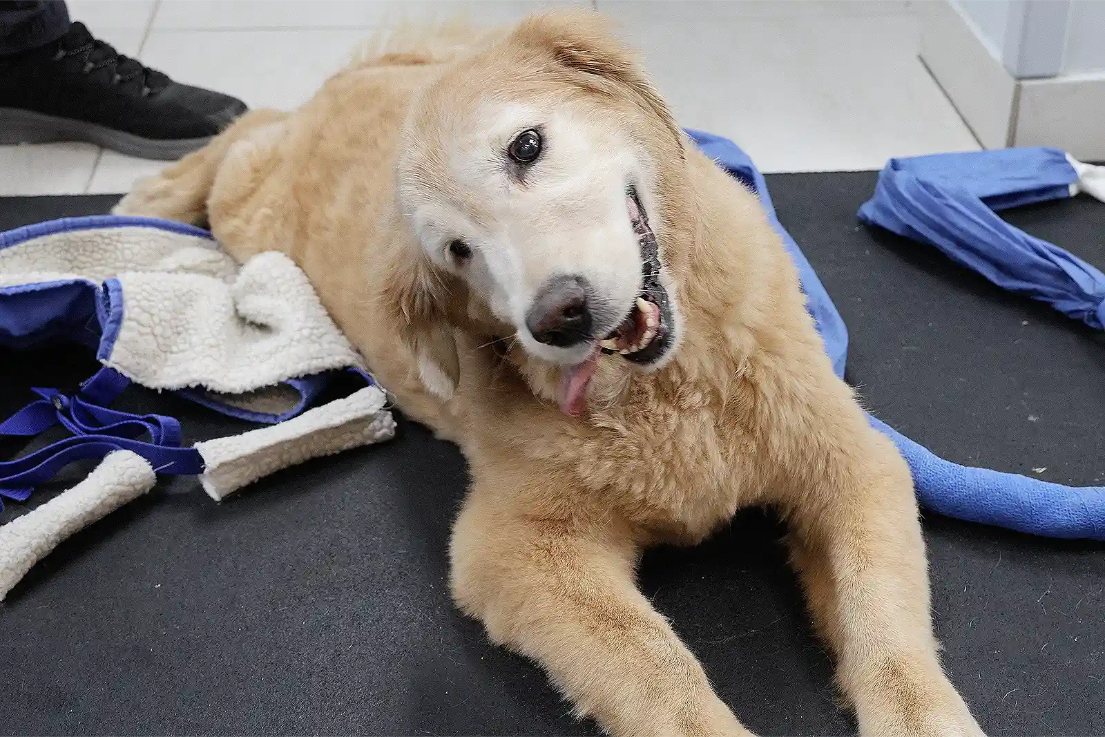 Stunning Grain Free Puppy Food Vestibular Disease Prodromal Symptoms image